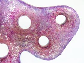 Puramalis (16) (800x600).jpg